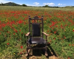 Poppies_Chair_IMG_7921-0001