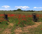 Poppies_Chairs_IMG_7919-0001