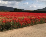 PoppyField_IMG_8227-0001