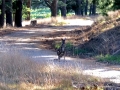 Kangaroo Kangaroo
