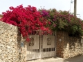 Pretty-Bushes-IMG_5328
