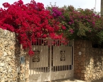 Flowers_IMG_5328-0001