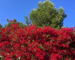 Flowers_IMG_5512-0001