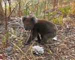 Koala_IMG_E2324-0001