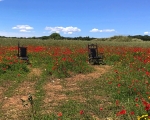 Poppies_Chairs_IMG_7919-0001