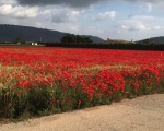 PoppyField_IMG_8227-0001