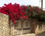 Flowers_IMG_5328-0001