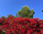 Flowers_IMG_5512-0001