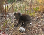 Koala_IMG_E2324-0001