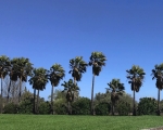 PalmTrees_IMG_E6505-0001
