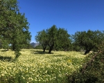 PrettyField_IMG_6406-0001