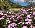 PrettyFlowers_IMG_E6939-0001